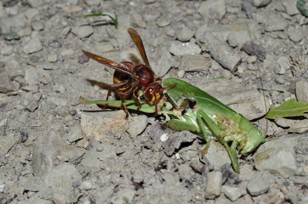 L''attacco del Calabrone e frazionamento della preda